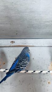 Belles perruches ondulées bleues à vendre