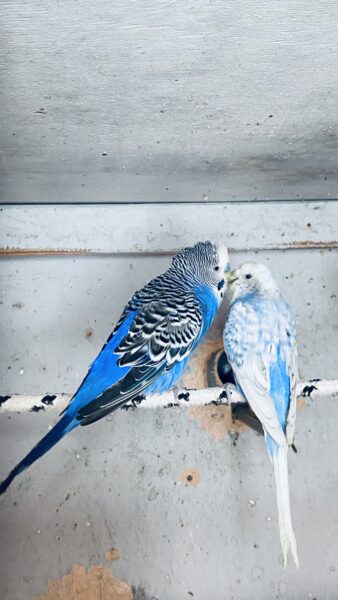 Belles perruches ondulées bleues à vendre
