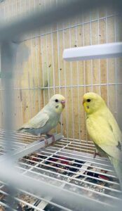 Belles perruches ondulées à vendre