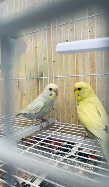 Belles perruches ondulées à vendre