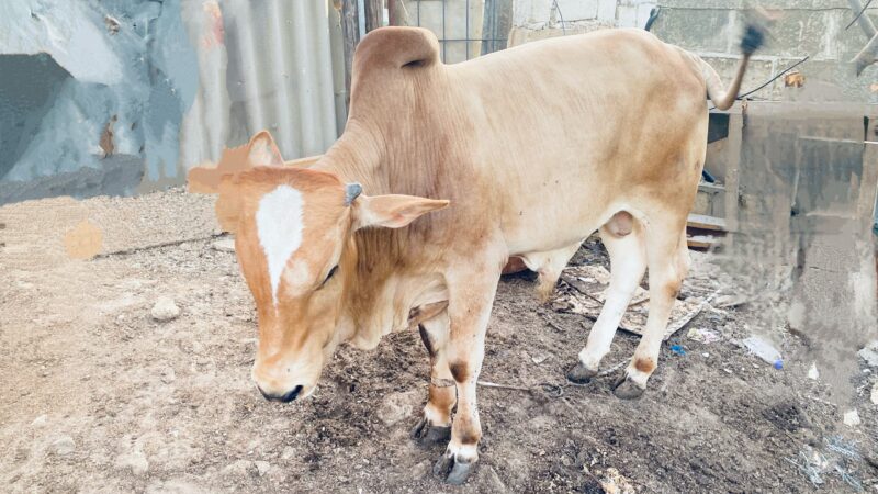 Magnifique Taurillon Zébu à vendre à Dakar !
