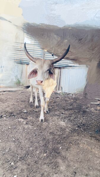Vache de race pure Gobra à vendre-Dakar